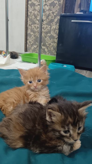 Мейкун котята мейн кун.