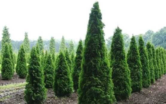 Gazon, conifere și plante ornamentale de top