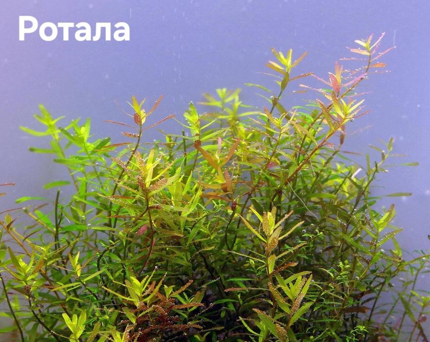 Растения без Co2