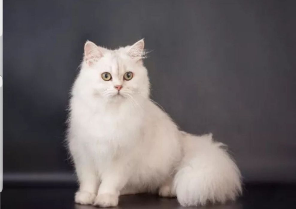 Шотландский кот серебристая шиншилла вязка