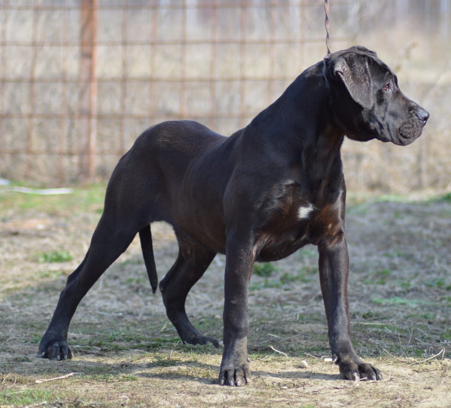 Mascul presa canario