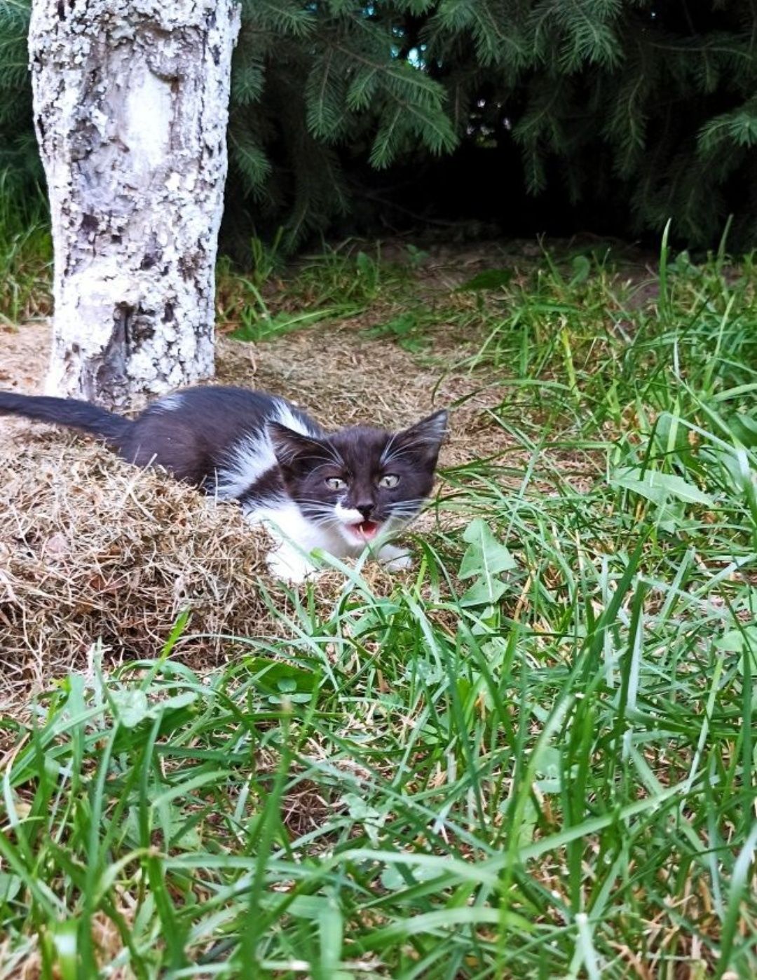 Котёнок, девочка. Красивая