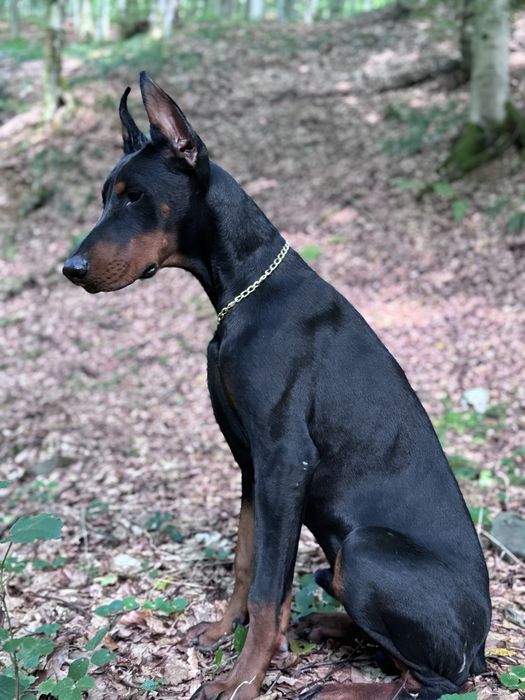 Cățeluș Doberman 9 luni