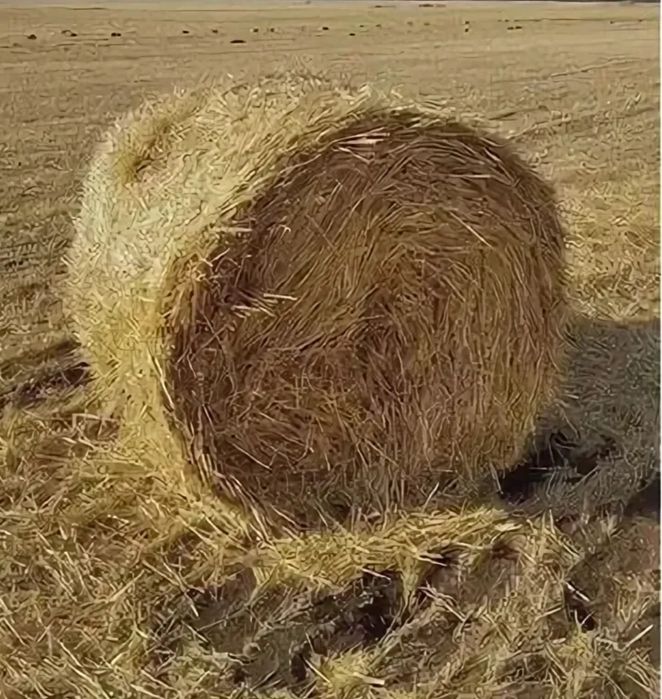 Солома. Пшеничная солома.