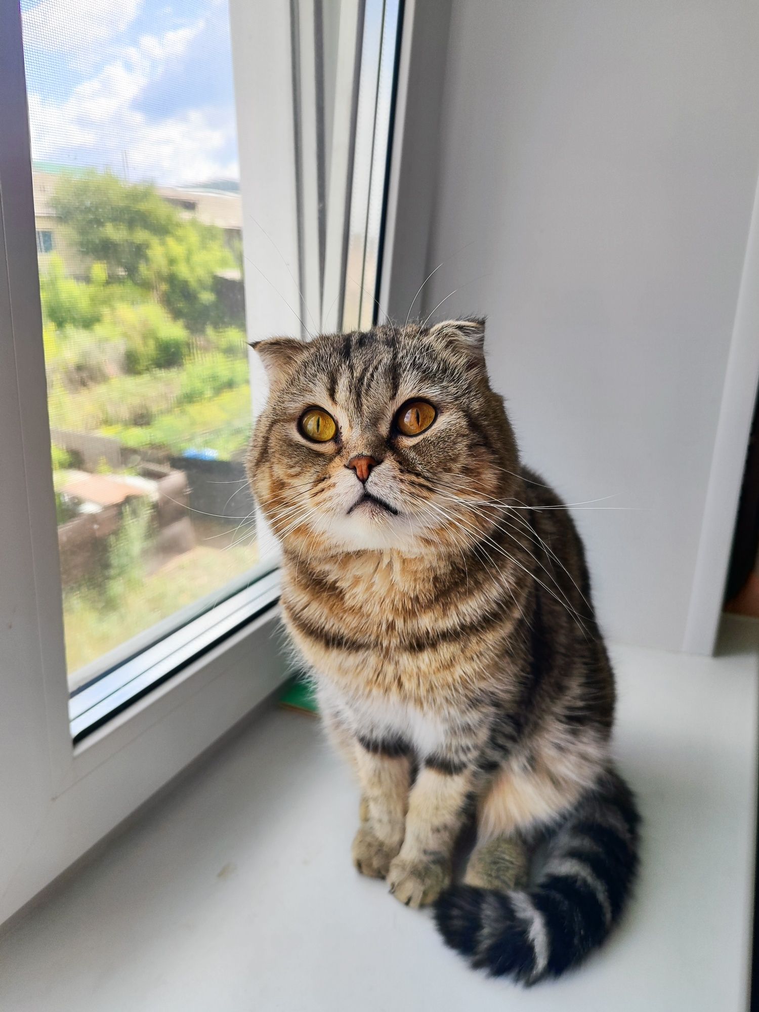Кот для вязки ищет кошечку