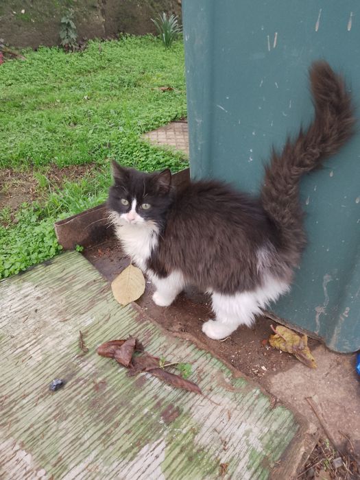 Подарявам котета