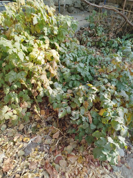 Атызда осип турган Малинанын налин сатаман, казир  кузде ексениз болад