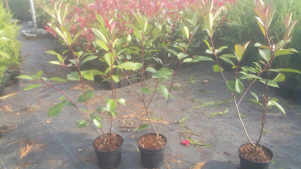 Photinia (fotinia) fraserii Red Robin gard viu
