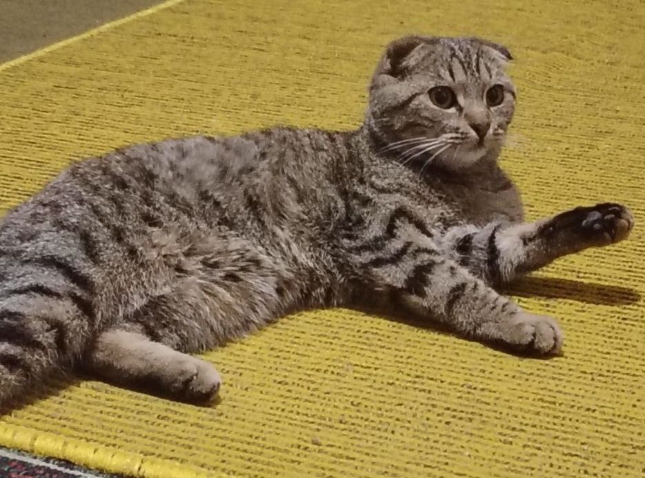 Кошка породистая веслоушка