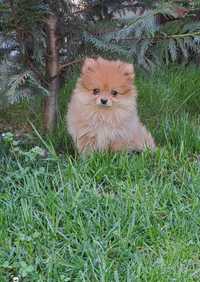 Vând puiuții pomeranian