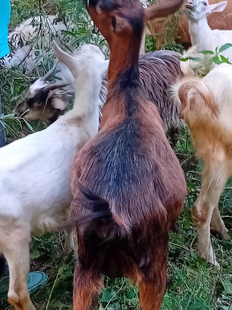 Vand si un armasar Vnd capre bune de lapte  dau și la schimb cu