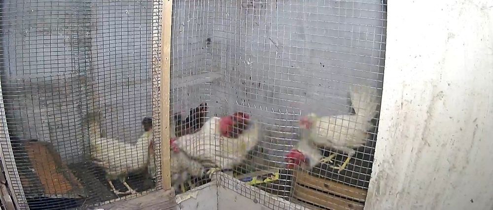 Пилета домашни Легхорн на 15 дена