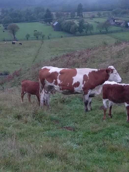 Vând vaci cu sau fără viței