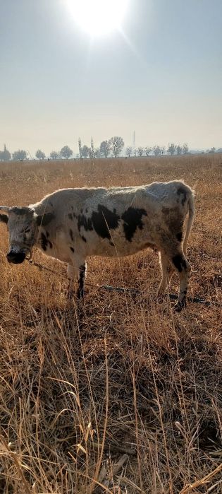 Сиыр бузауымен сатылады