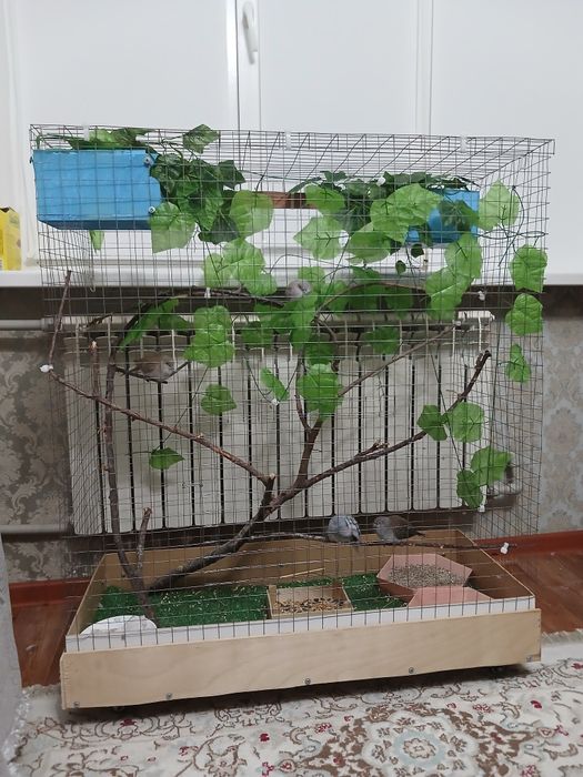 Австралийские бриллиантовые горлицы