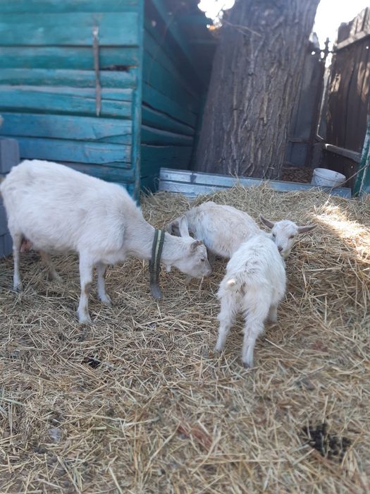 Продам козлят 2 девочки