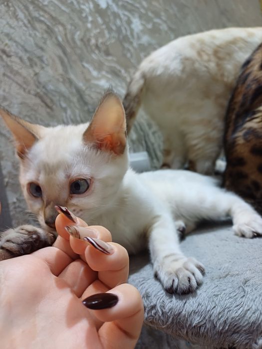 Бенгальские котята