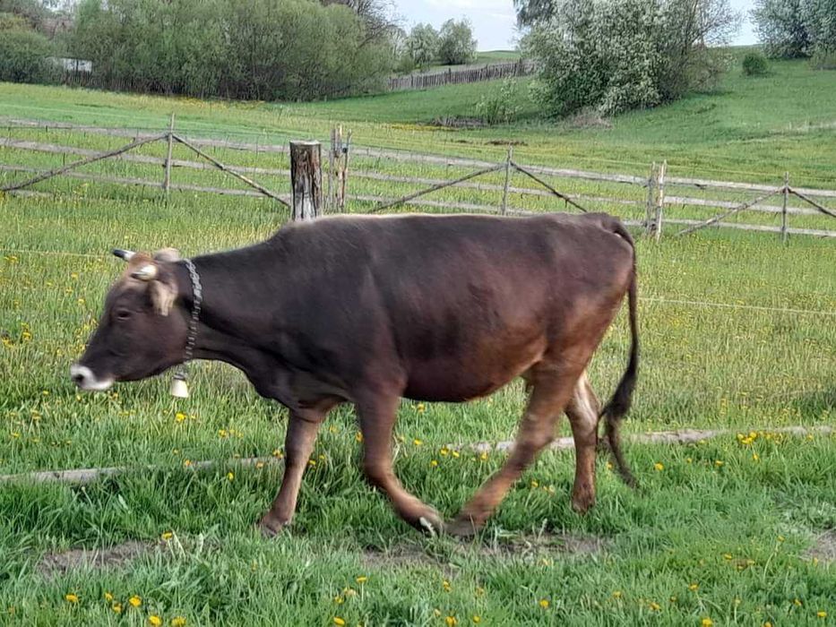 Viței , vaci și taurasi de diferite virste și  kilograme ieftin!!