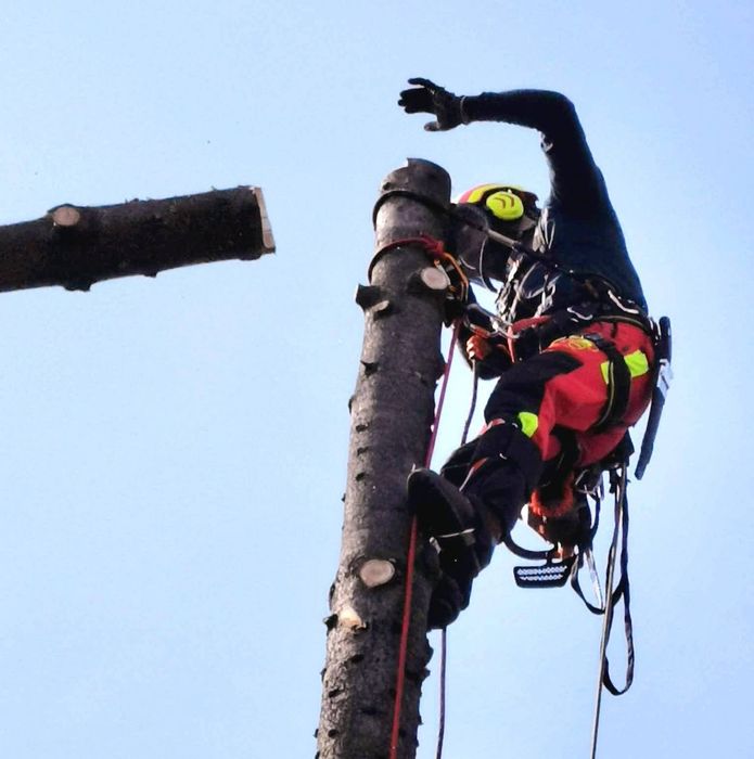 Taieri copaci la înălțime,alpinism utilitar. Elagaj.arbori .