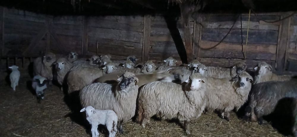 Vând 50 de oi cu miei
