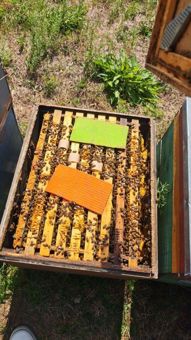 Vând 140  familiii de albine !