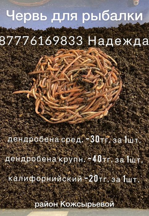 Черви для рыбалки