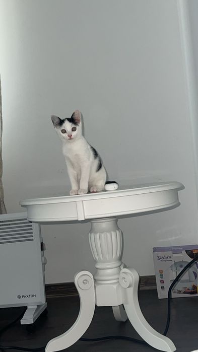 Pisicuță de 15 săptămâni – Miluno (Milo) caută stăpân