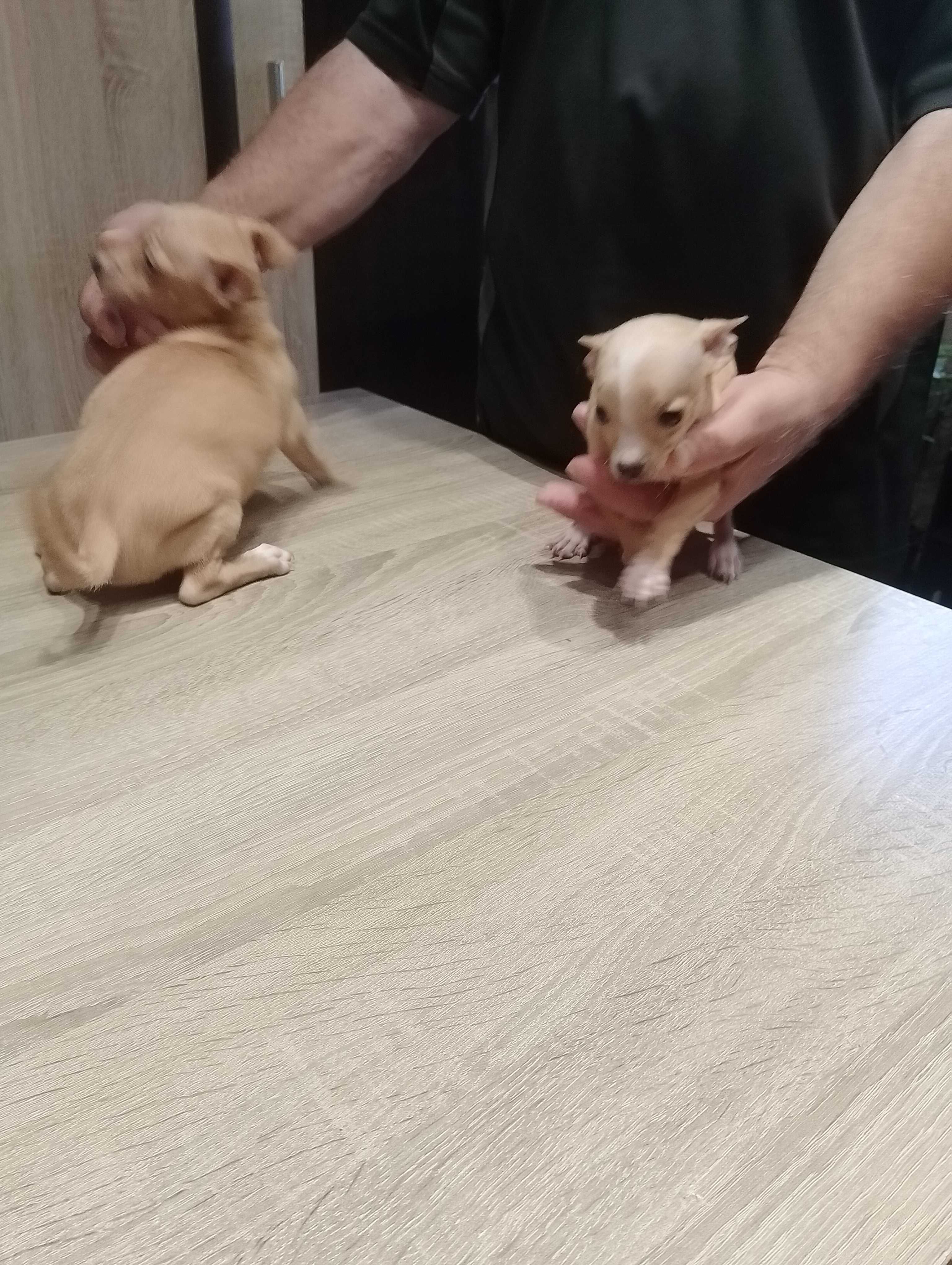 Продавам чихупинчери