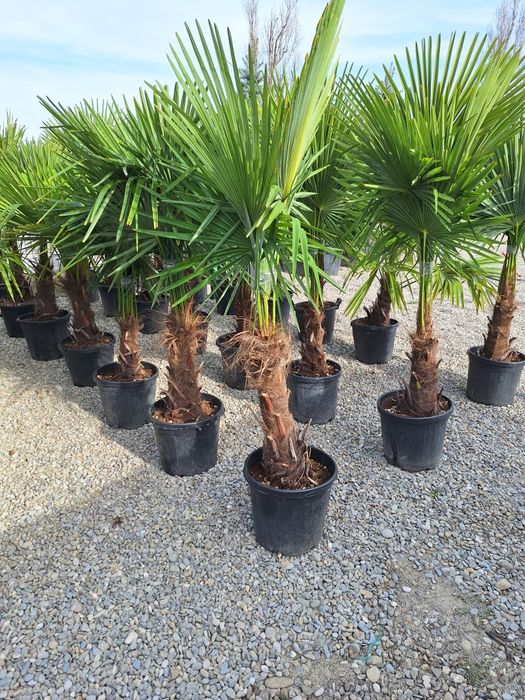 Vând plante ornamentale tuia spiral măslin palmieri mestecân  tuia  li