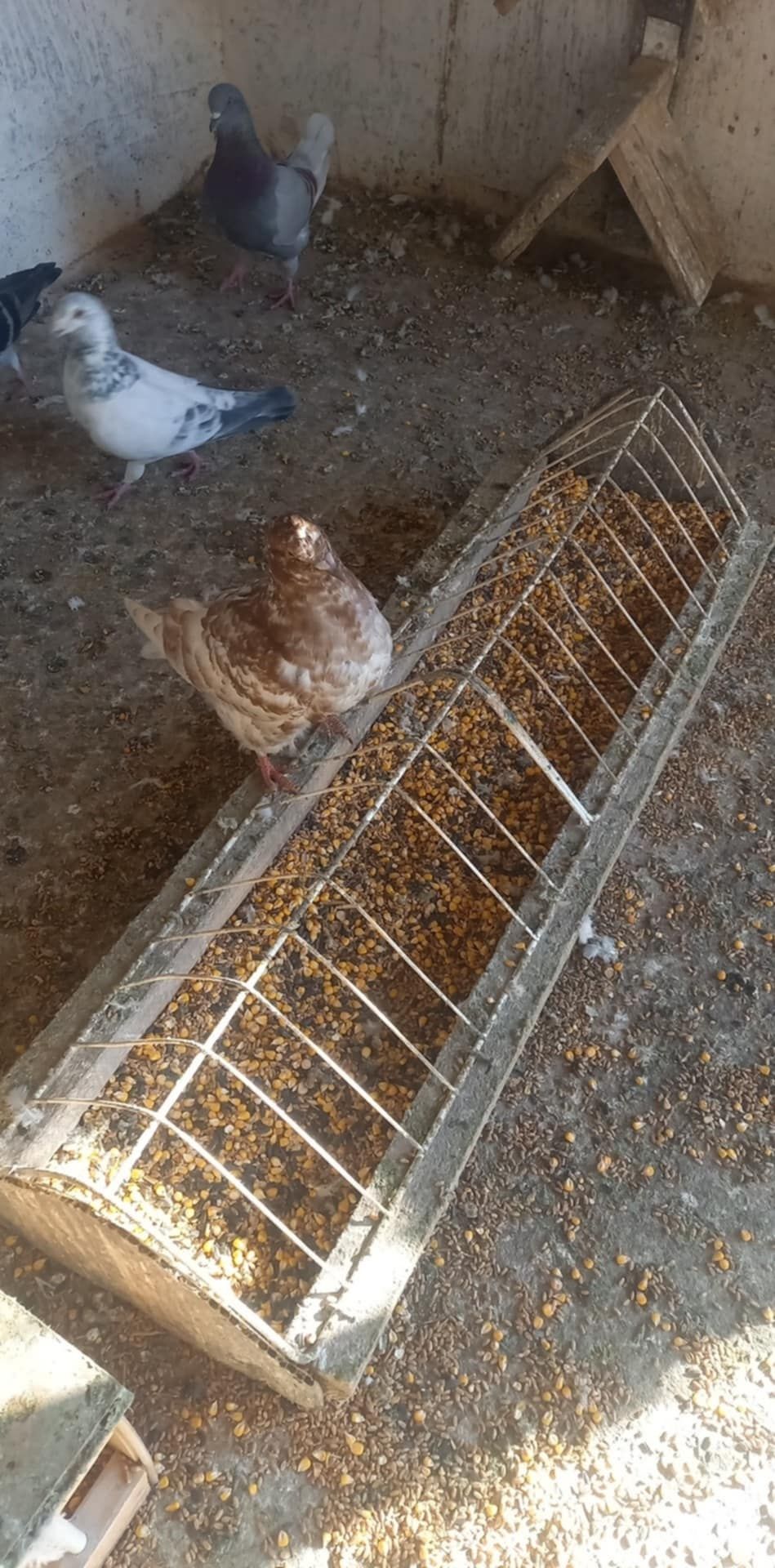 Porumbei disponibili