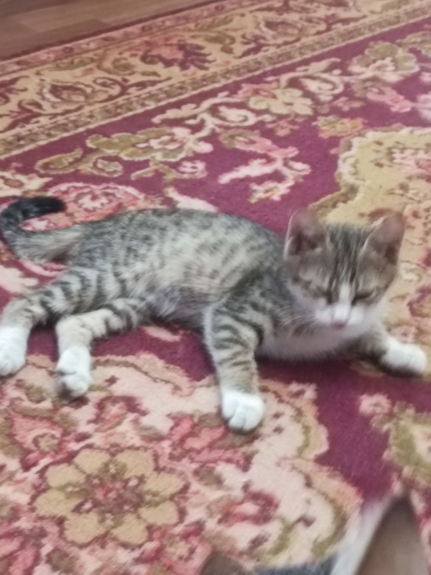 Котята домашние два месяца