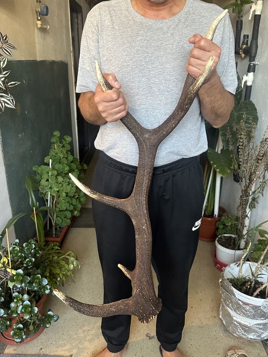 Vând Coarne de Cerb