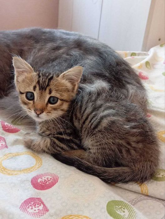 бесплатно отдам котёнка