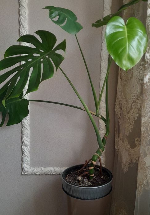 Комнатный цветок Монстера.