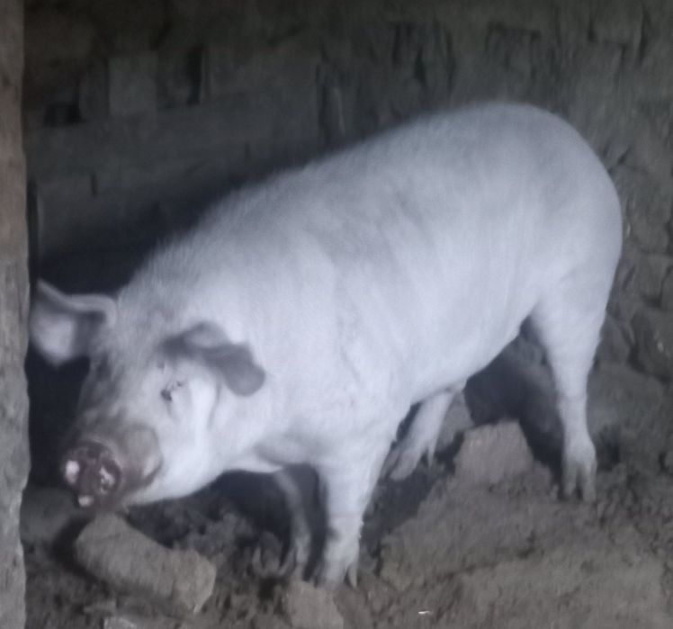 Продавам нерез и прасета