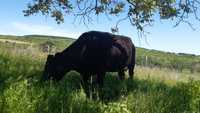 Крава Фризийски холщайн