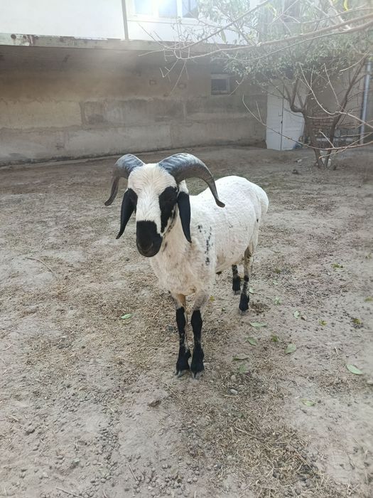 Zotdor JANGARI qo'chqor sotiladi