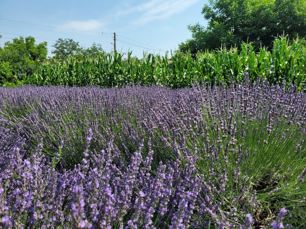 Flori lavanda uscata