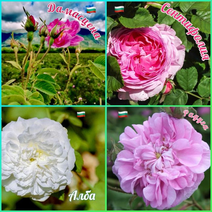 Лавандула и Българска Маслодайна Роза-саксии