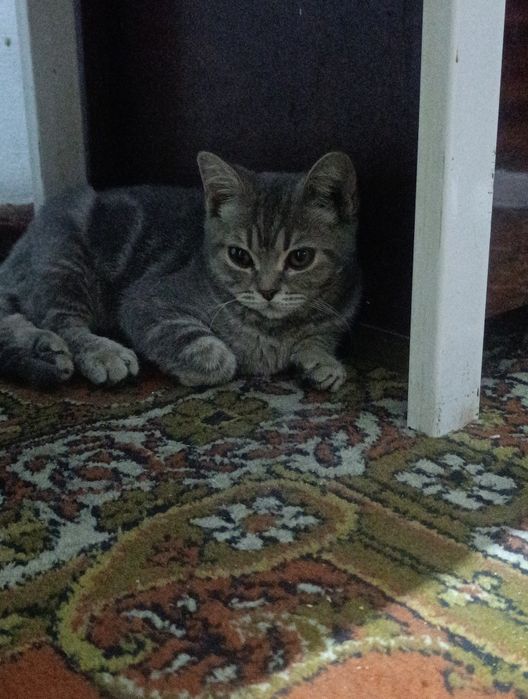 Продам шотландского котенка скотиш страйт девочка Люся
