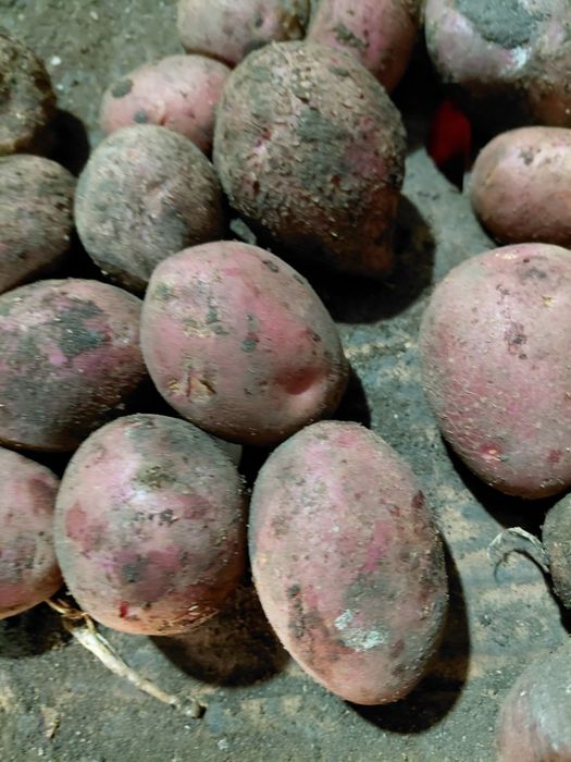 Продам картофель среднего размера 120тг