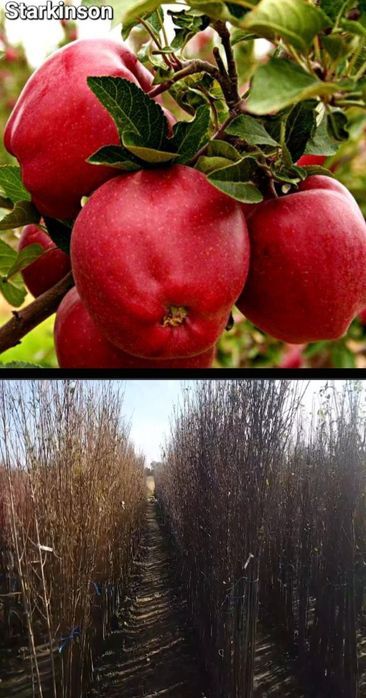 Visini-pomi fructiferi