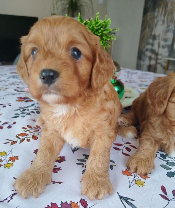 Кавапу/Мини пудел