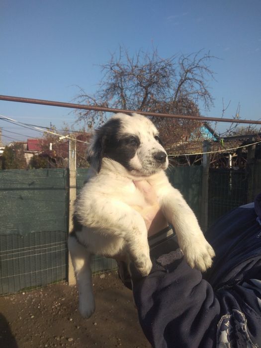 Căței de Asia Centrală.