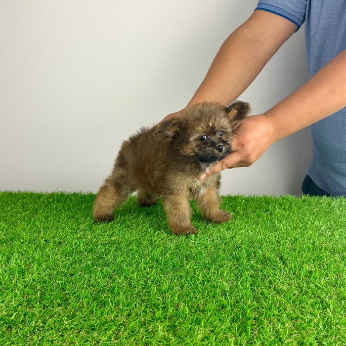 Pui Pomapoo de la părinții cu pedigree