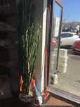 Vand 3 cactusi Euphorbia Trigona cu dimensiuni:0,6;1,5;2,2 m