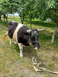 Vând vaca băltata Romanească
