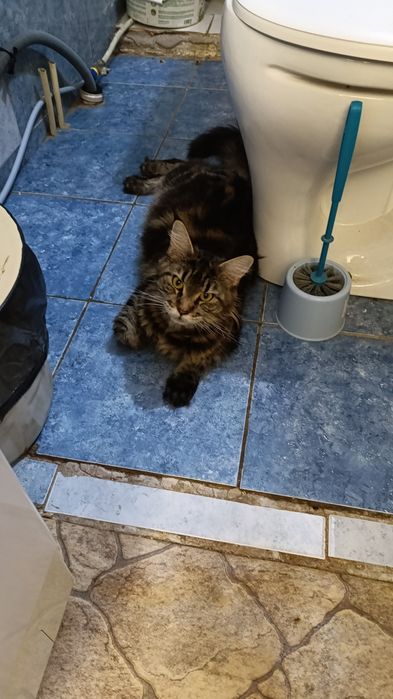 Котята Мейн-кун девочки