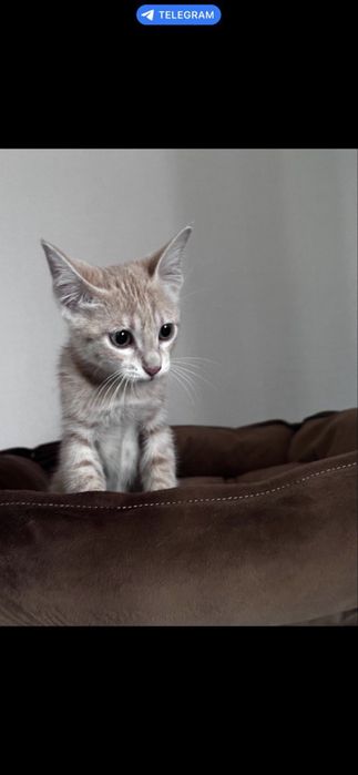 Кошка, здоровая, умная, ласковая, Шанти!