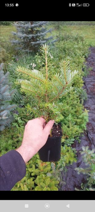 Puieți  mesteacăn fag carpen frasin tei